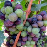 2008F 039 Ahr-Rhein-PB